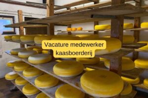 Medewerker kaasboerderij